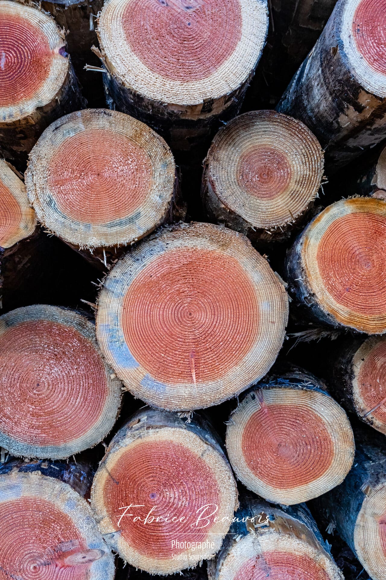 Coupe face des troncs d'arbres avec vue parfaite sur les sillons